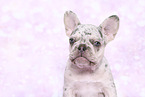 French Bulldog Puppy