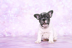 French Bulldog Puppy