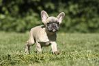 French Bulldog Puppy