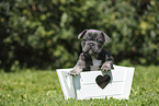 French Bulldog Puppy