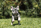 French Bulldog Puppy