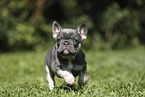 French Bulldog Puppy