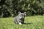 French Bulldog Puppy