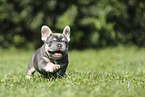 French Bulldog Puppy