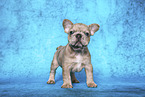 French Bulldog Puppy