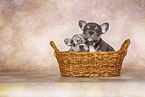 French Bulldog Puppies