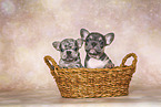 French Bulldog Puppies