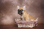 French Bulldog Puppy