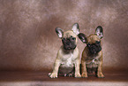 French Bulldog Puppys