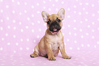 French Bulldog Puppy