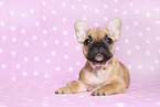 French Bulldog Puppy