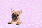 French Bulldog Puppy