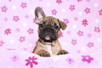 French Bulldog Puppy