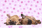 French Bulldog Puppys