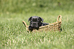 French Bulldog Puppy