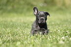 French Bulldog Puppy