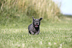 French Bulldog Puppy