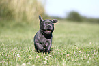 French Bulldog Puppy