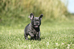 French Bulldog Puppy