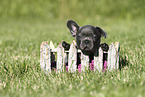 French Bulldog Puppy