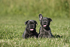 French Bulldog Puppies