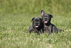 French Bulldog Puppies