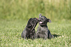 French Bulldog Puppies