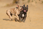 French Bulldogs