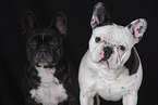 French Bulldogs