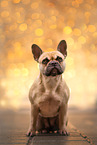 female French Bulldog