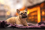 female French Bulldog