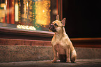 female French Bulldog