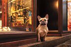 female French Bulldog