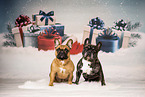 French Bulldogs