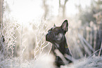 French Bulldog