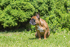 French Bulldog