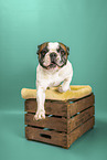 French Bulldog