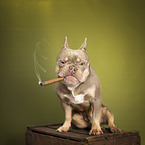 French Bulldog