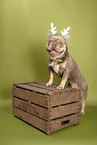 French Bulldog