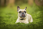 French Bulldog