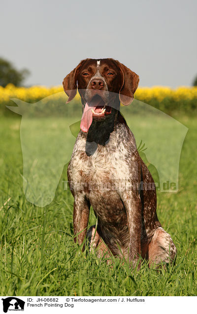 French Pointing Dog / JH-06682