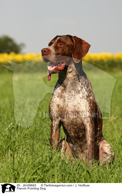 French Pointing Dog / JH-06683
