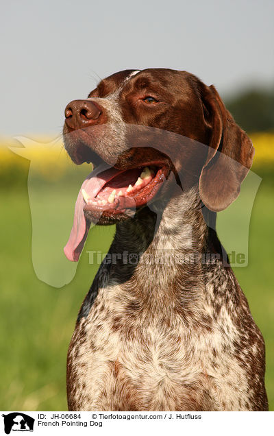 French Pointing Dog / JH-06684