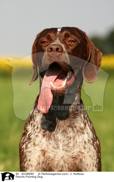 French Pointing Dog / JH-06685