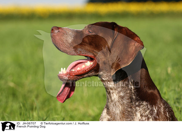 Braque francais type Gascogne / French Pointing Dog / JH-06707