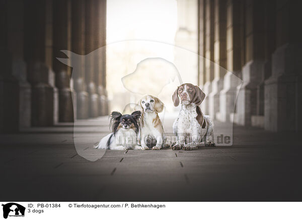 3 Hunde / 3 dogs / PB-01384