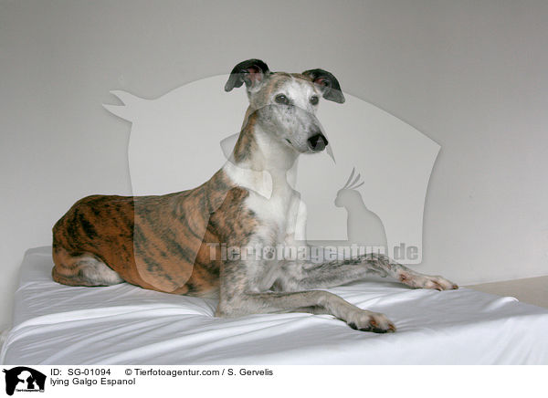liegender Galgo Espanol / lying Galgo Espanol / SG-01094