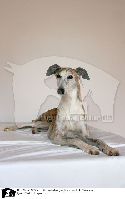 liegender Galgo Espanol / lying Galgo Espanol / SG-01095