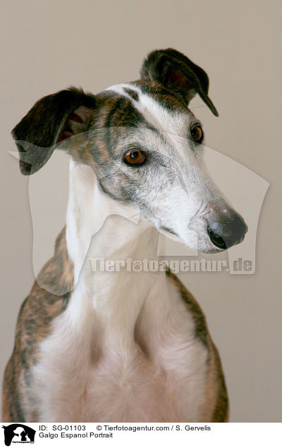Galgo Espanol Portrait / Galgo Espanol Portrait / SG-01103