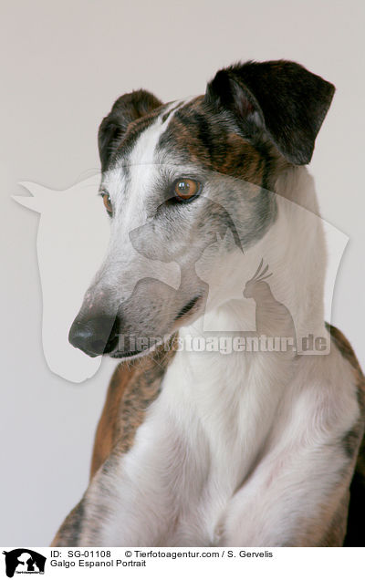 Galgo Espanol Portrait / Galgo Espanol Portrait / SG-01108